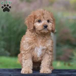 Jax, Cavapoo Puppy